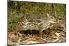 Indian Chevrotain Deer-null-Mounted Photographic Print