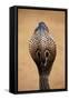 Indian Cobra Close Up of Head-null-Framed Stretched Canvas