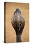 Indian Cobra Close Up of Head-null-Stretched Canvas