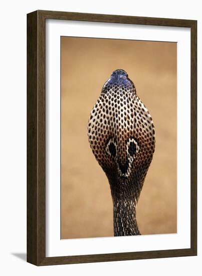 Indian Cobra Close Up of Head-null-Framed Photographic Print