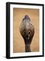 Indian Cobra Close Up of Head-null-Framed Photographic Print