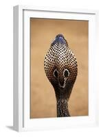 Indian Cobra Close Up of Head-null-Framed Photographic Print