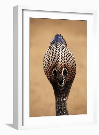 Indian Cobra Close Up of Head-null-Framed Photographic Print