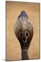 Indian Cobra Close Up of Head-null-Mounted Photographic Print