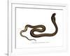 Indian Cobra-null-Framed Giclee Print