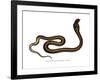 Indian Cobra-null-Framed Giclee Print