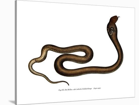 Indian Cobra-null-Stretched Canvas