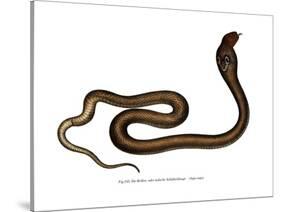 Indian Cobra-null-Stretched Canvas