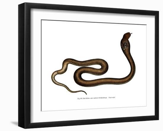 Indian Cobra-null-Framed Giclee Print
