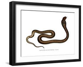 Indian Cobra-null-Framed Giclee Print