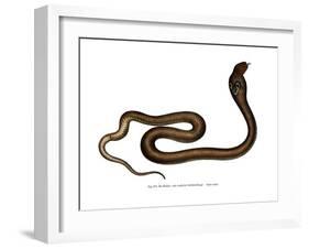 Indian Cobra-null-Framed Giclee Print