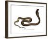 Indian Cobra-null-Framed Giclee Print