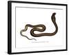 Indian Cobra-null-Framed Giclee Print