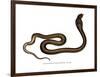 Indian Cobra-null-Framed Premium Giclee Print