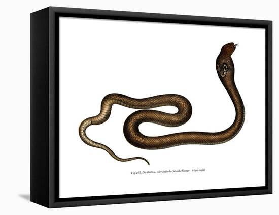 Indian Cobra-null-Framed Stretched Canvas