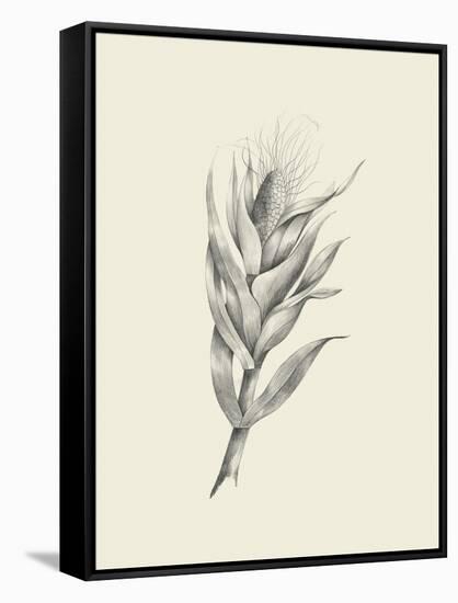 Indian Corn-Maria Mendez-Framed Stretched Canvas