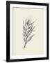 Indian Corn-Maria Mendez-Framed Art Print