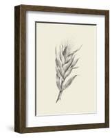 Indian Corn-Maria Mendez-Framed Art Print