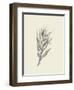 Indian Corn-Maria Mendez-Framed Art Print