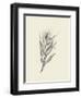 Indian Corn-Maria Mendez-Framed Art Print