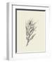 Indian Corn-Maria Mendez-Framed Art Print