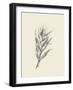 Indian Corn-Maria Mendez-Framed Art Print