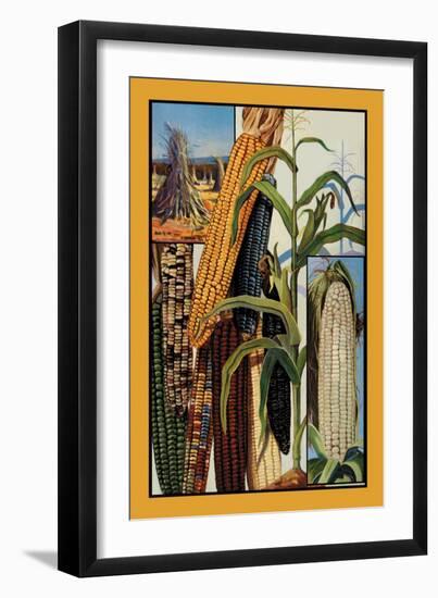 Indian Corn-null-Framed Art Print