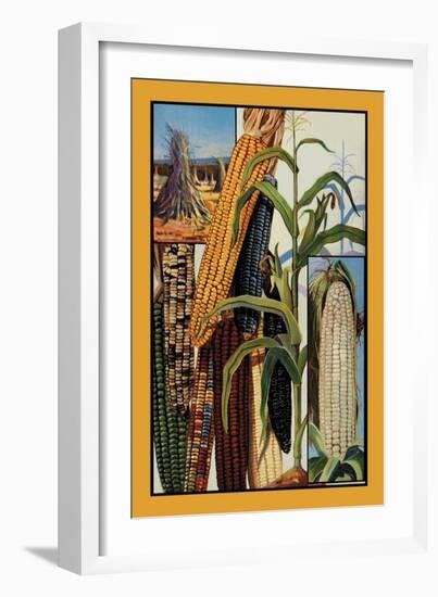 Indian Corn-null-Framed Art Print