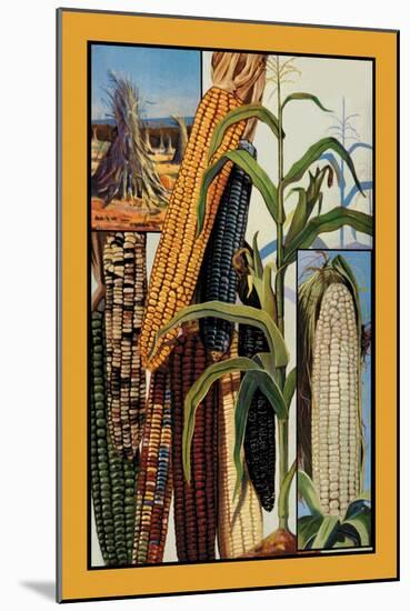 Indian Corn-null-Mounted Art Print