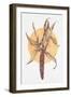 Indian Corn-Deborah Kopka-Framed Giclee Print