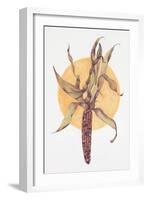 Indian Corn-Deborah Kopka-Framed Giclee Print