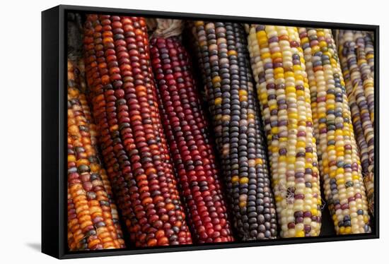 Indian corn-Jim Engelbrecht-Framed Stretched Canvas