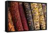 Indian corn-Jim Engelbrecht-Framed Stretched Canvas