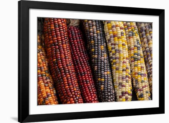 Indian corn-Jim Engelbrecht-Framed Photographic Print