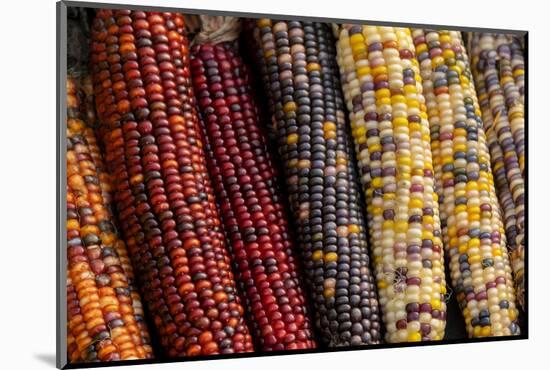 Indian corn-Jim Engelbrecht-Mounted Photographic Print