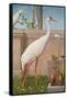 Indian Crane, Cockatoo, Bullfinch and Thrush-Herbert Hofer-Framed Stretched Canvas