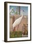 Indian Crane, Cockatoo, Bullfinch and Thrush-Herbert Hofer-Framed Giclee Print