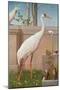 Indian Crane, Cockatoo, Bullfinch and Thrush-Herbert Hofer-Mounted Giclee Print