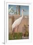 Indian Crane, Cockatoo, Bullfinch and Thrush-Herbert Hofer-Framed Giclee Print