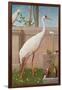 Indian Crane, Cockatoo, Bullfinch and Thrush-Herbert Hofer-Framed Giclee Print