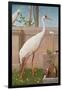 Indian Crane, Cockatoo, Bullfinch and Thrush-Herbert Hofer-Framed Giclee Print