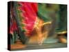 Indian Cultural Dances, Port of Spain, Trinidad, Caribbean-Greg Johnston-Stretched Canvas