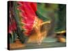 Indian Cultural Dances, Port of Spain, Trinidad, Caribbean-Greg Johnston-Stretched Canvas