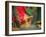 Indian Cultural Dances, Port of Spain, Trinidad, Caribbean-Greg Johnston-Framed Photographic Print