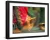 Indian Cultural Dances, Port of Spain, Trinidad, Caribbean-Greg Johnston-Framed Photographic Print