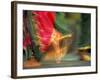 Indian Cultural Dances, Port of Spain, Trinidad, Caribbean-Greg Johnston-Framed Photographic Print