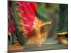 Indian Cultural Dances, Port of Spain, Trinidad, Caribbean-Greg Johnston-Mounted Photographic Print