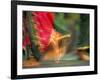 Indian Cultural Dances, Port of Spain, Trinidad, Caribbean-Greg Johnston-Framed Photographic Print