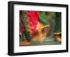 Indian Cultural Dances, Port of Spain, Trinidad, Caribbean-Greg Johnston-Framed Photographic Print