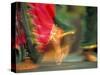 Indian Cultural Dances, Port of Spain, Trinidad, Caribbean-Greg Johnston-Stretched Canvas